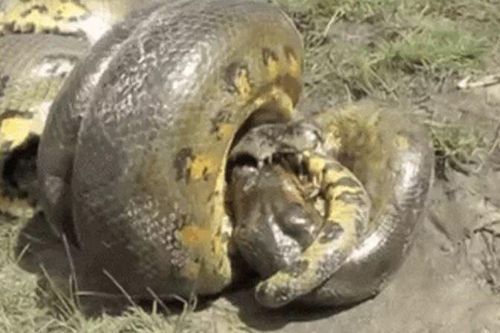 CLIP: Trăn anaconda 'khủng' tử chiến với cá sấu caiman và cái kết khó đoán
