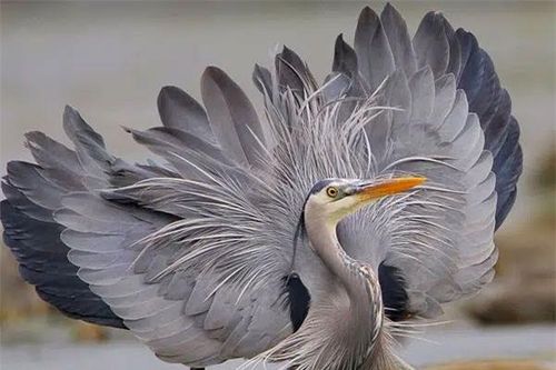 Loài chim được mệnh danh là 'sát thủ' săn mồi cá mập, có thể nuốt chửng cá sấu?