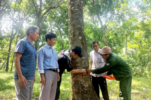 Chuyện Cựu chiến binh trồng rừng cho trăm năm sau