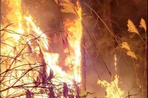 Liên tiếp cháy rừng thực bì tại Quảng Ninh, khó dập lửa do hanh khô