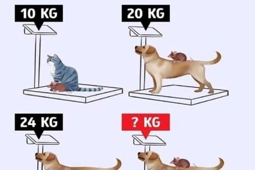 Thử thách tính số cân nặng 3 con vật