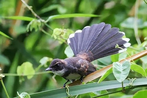 Sự thật thú vị về các loài động vật quý hiếm chỉ có ở New Zealand