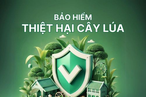 Bảo hiểm thiệt hại cây lúa: Giải pháp hữu hiệu bảo vệ tài sản cho nông dân