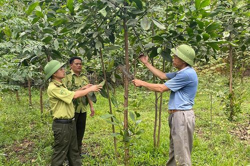 Phát triển rừng cây gỗ lớn