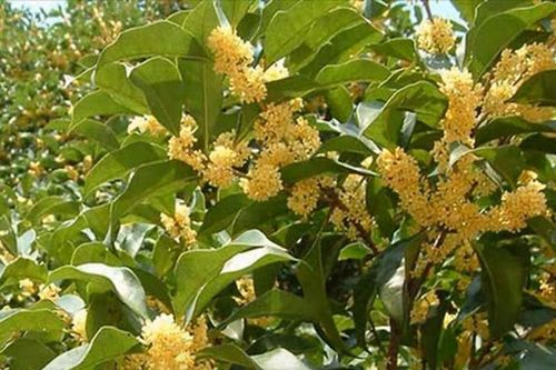 Loại cây cực quý hiếm trên thế giới, Việt Nam có nhiều
