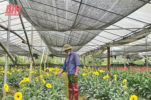 Thị trường hoa, cây cảnh sôi động vào vụ tết