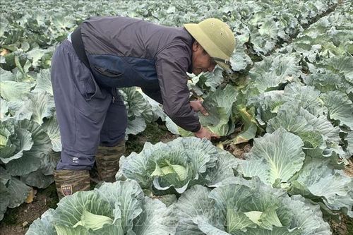 Rau vụ Đông tiêu thụ thuận lợi, nguồn cung dồi dào cho dịp Tết