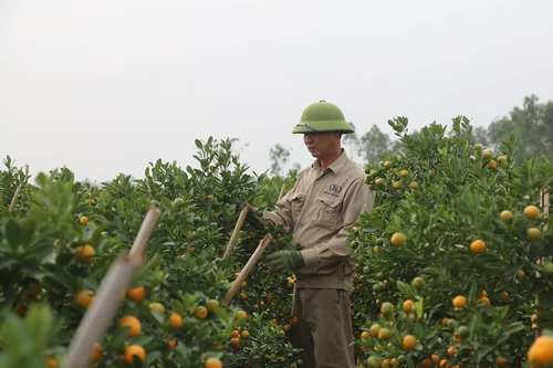 Người trồng hoa, cây cảnh ở Đông Triều hối hả vào vụ Tết