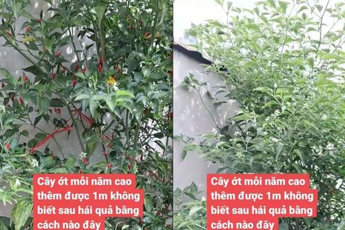 Cây ớt 'cao nhất Việt Nam', chủ nhân phải leo thang để hái