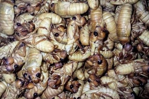 Loại đặc sản 'lột xác' đắt đỏ chỉ có vào mùa thi, muốn ăn phải đặt trước mới có