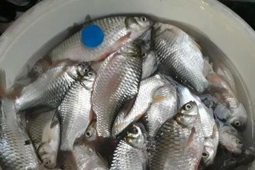 Loài cá Việt Nam suýt bị tuyệt chủng, giờ hồi sinh kỳ diệu, là món đặc sản trị giá hàng triệu đồng