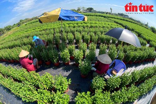 TP Hồ Chí Minh: Nông dân trồng hoa mong ngóng mùa vụ Tết