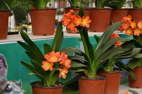 Sáu loài hoa này đều thích 'uống dấm', nếu bạn cho một ít mỗi ngày thì lá và rễ xanh sẽ phát triển mạnh mẽ