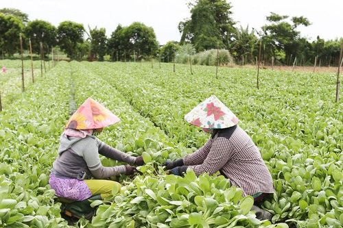 Châu Phú hoàn thành nhiệm vụ năm 2024