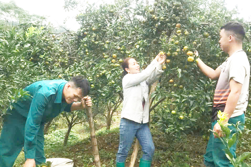 Khuyến khích bộ đội xuất ngũ lập nghiệp tại quê nhà
