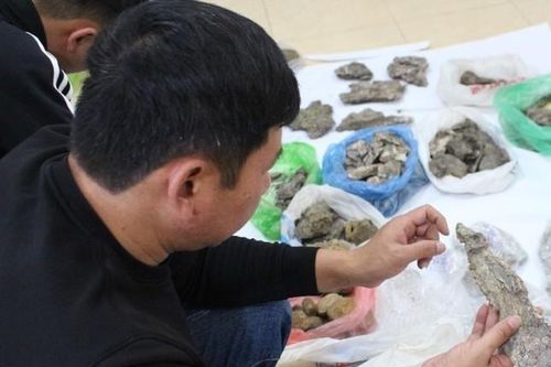 Phát hiện hóa thạch cá sấu 40 triệu tuổi ở Lạng Sơn