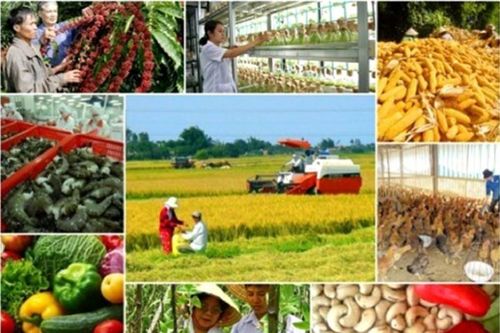 Sản xuất nông nghiệp năm 2024 đáp ứng đủ nhu cầu trong nước và xuất khẩu