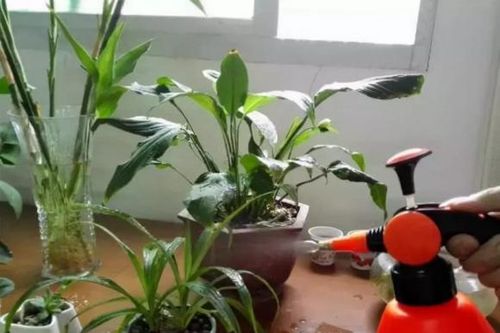 Bón 3 loại 'thuốc' này vào đất trong chậu, cây hoa sẽ không còn úa vàng, hoa lá sẽ phát triển tươi tốt trong mùa đông