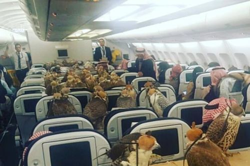 Loài chim 'vip nhất thế giới' có giá đến nửa tỷ đồng: Được cấp hộ chiếu, ngồi khoang thương gia