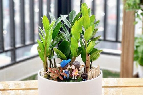 3 loại cây phong thủy thích hợp với người bận rộn