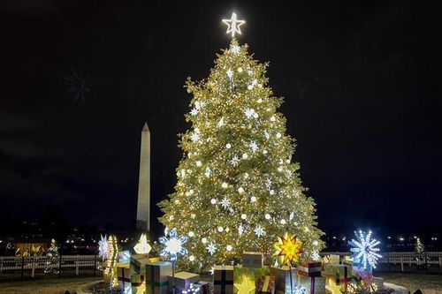Cơ quan thực phẩm Bỉ cảnh báo nguy hại từ cảm hứng 'ăn lá cây thông Noel'
