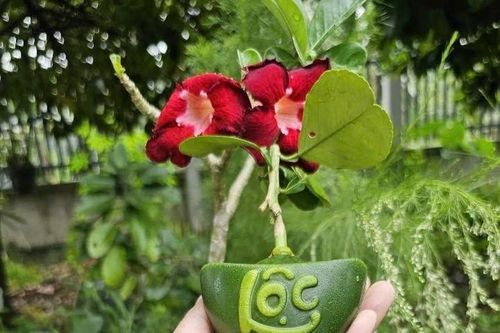 Bưởi mini thỏi vàng Tài Lộc hút khách chơi Tết 2025