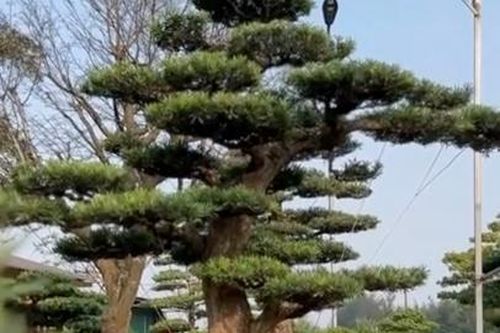 Vườn tùng la hán trị giá bạc tỷ ở Hà Tĩnh có gì đặc biệt?