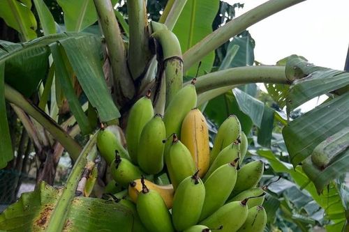 Người đàn ông ngồi tù vì trộm một buồng chuối