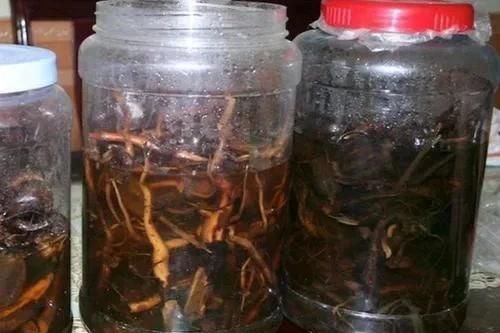 1 người tử vong nghi uống rượu ngâm rễ cây rừng