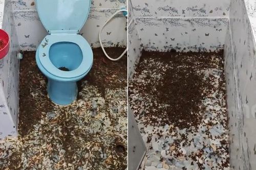 Quên đóng cửa, người đàn ông sốc nặng khi thấy cảnh đáng sợ