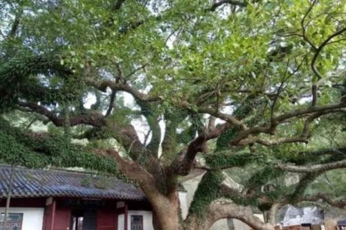Loại cây từng chỉ còn duy nhất 1 cá thể trên thế giới: Được canh 24/24, phóng lên vũ trụ
