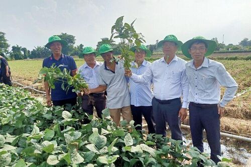 Phát triển nông nghiệp ở huyện Châu Phú