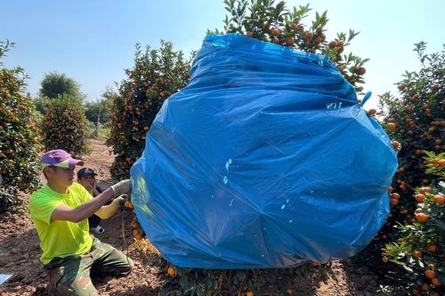 Chi tiền triệu, đặt cọc trước cả tháng vẫn khó thuê thợ đánh cây cảnh dịp Tết