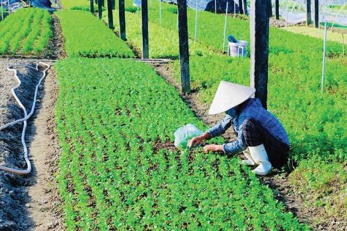 Hối hả cho vụ rau Tết