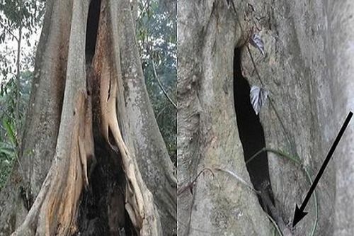 Kỳ cuối: Vướng họa từ đàn dơi