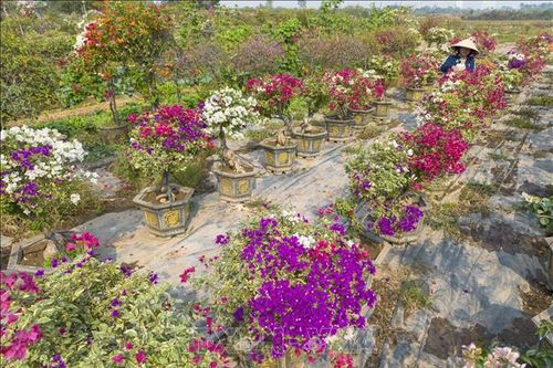 Độc đáo thương hiệu hoa giấy bonsai