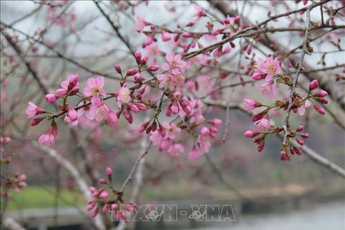 Mai Anh Đào 'nhuộm hồng' Măng Đen