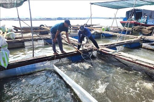 Người nuôi thủy sản phục vụ Tết thiệt hại nặng do thời tiết