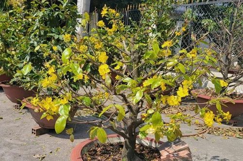 'Thủ phủ' mai vàng của TP. Hồ Chí Minh sẵn sàng vào mùa Tết