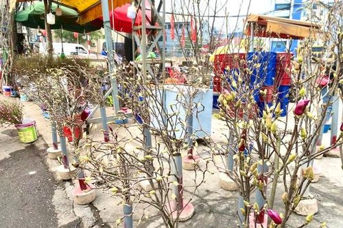 Xuất hiện loài hoa 'cạnh tranh' với đào, quất Tết năm nay