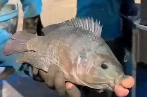 Cá rô phi môi sưng phồng bất ngờ lộ diện, chuyên gia lý giải sao?