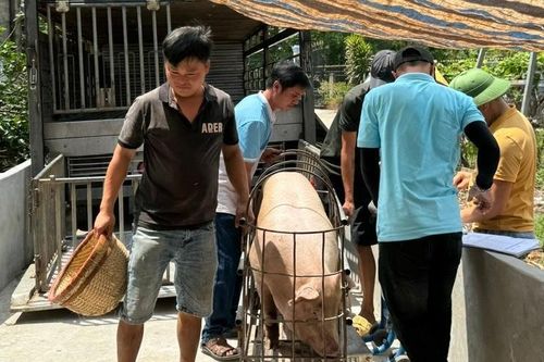 Lượng heo Tết từ Đồng Nai đổ về chợ đầu mối tăng, giá bán cao