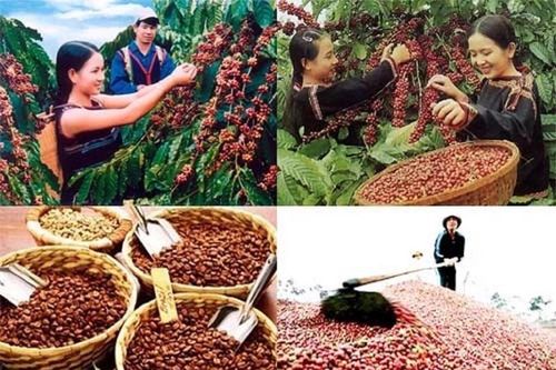 Cơ hội tăng trưởng xuất khẩu nông sản vùng Tây Nguyên