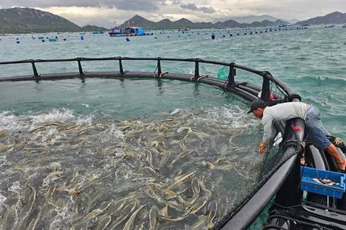 Thí điểm phát triển nuôi biển công nghệ cao tại Khánh Hòa