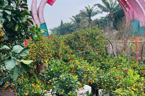 Nghệ An: Sôi động thị trường hoa, cây cảnh Tết tại TP Vinh