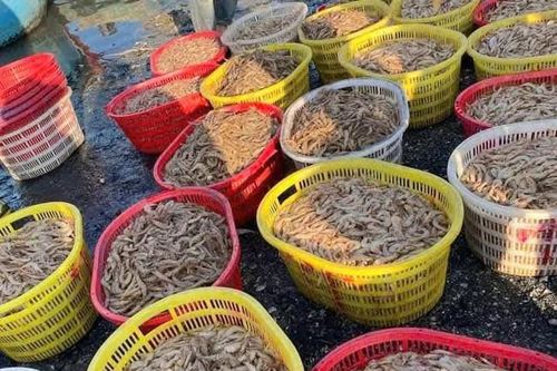Ra khơi một đêm, ngư dân trúng đậm 'lộc biển' thu về hàng trăm triệu đồng