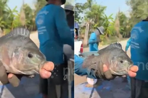 Ngư dân sốc nặng khi bắt được con cá rô phi có 'đôi môi' lạ