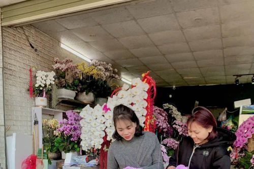 Thợ ghép lan kiếm tiền triệu mỗi ngày dịp Tết