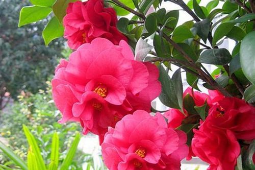 Quên hoa hồng đi! Khám phá loài hoa sang trọng, quý phái hơn với hình dáng độc đáo, hương thơm quyến rũ và cực kỳ dễ trồng