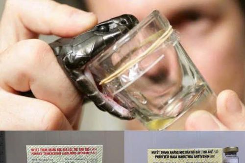 Năm rắn nói về biểu tượng ngành Y tế